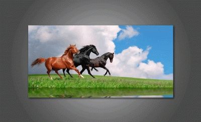 Бег красивых лошадей