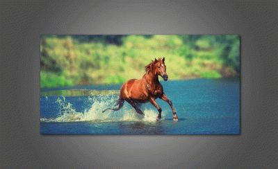Бег лошади в речке