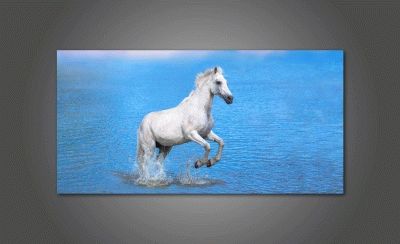 Белая лошадь в воде