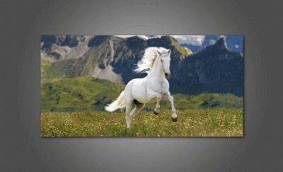 Белая лошадка в поле