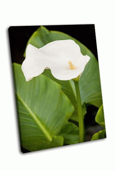 Картина белый цветок каллы в весеннем саду