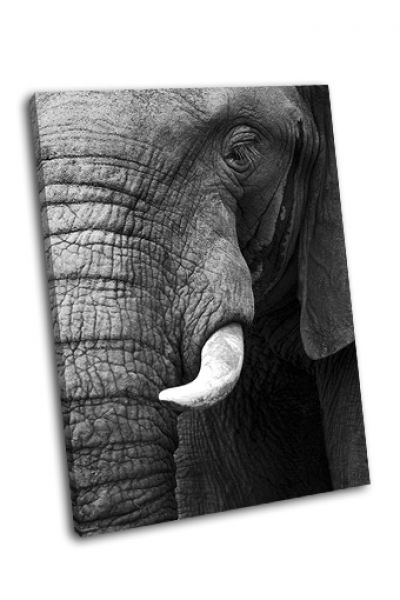 Картина часть слона