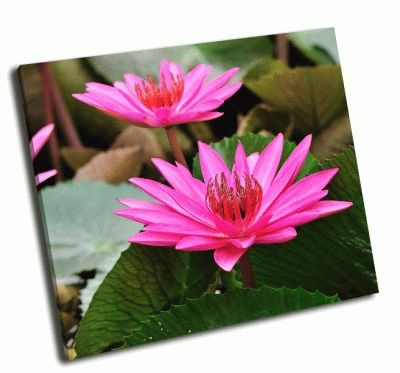 Картина цветущий цветок лотоса
