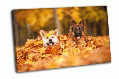 Картина две собаки в листьях