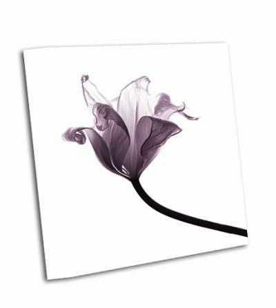 Картина иссохший прозрачный тюльпан