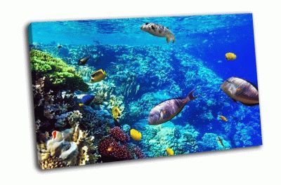 Картина коралловые рифы и рыбы в красном море
