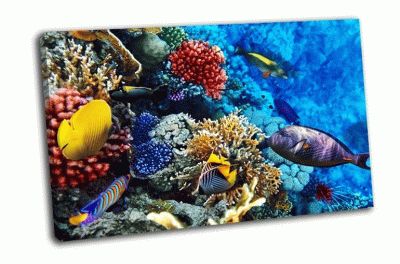 Картина кораллы и рыбы в красном море, египет