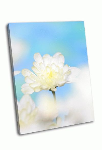 Картина крупным планом цветок хризантемы