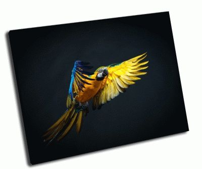 Картина летящий попугай ара