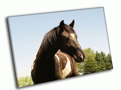 Картина лошадь