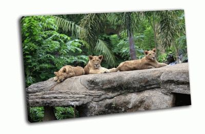 Картина львы в зоопарке, индонезия