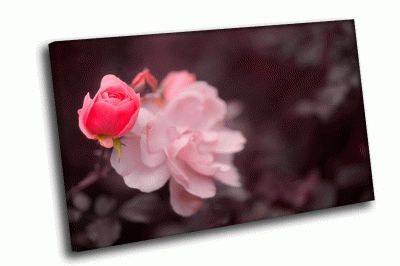 Картина нежно-розовый цветок