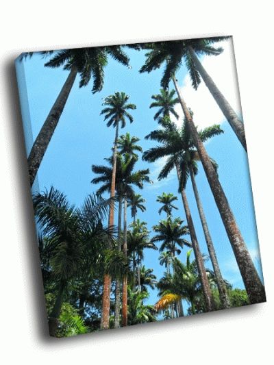 Картина пальмы майами
