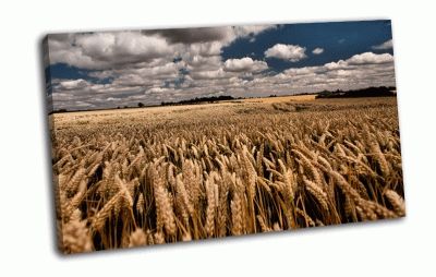Картина поле с пшеницей