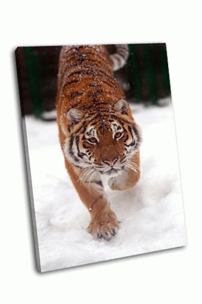 Картина портрет тигра