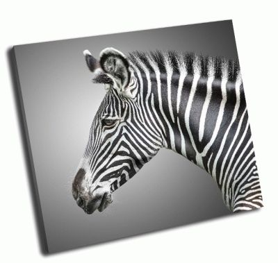 Картина портрет зебры на сером фоне