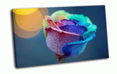 Картина разноцветная роза