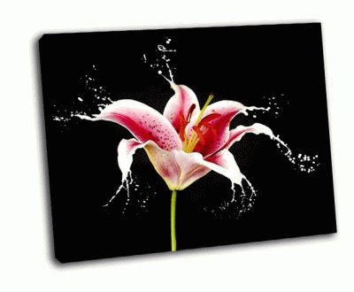 Картина розовый цветок с белыми  вкраплениями на черном фоне