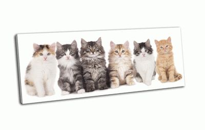 Картина шесть котят