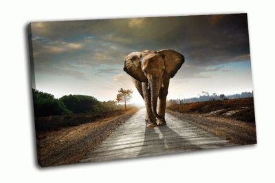 Картина слон на дороге