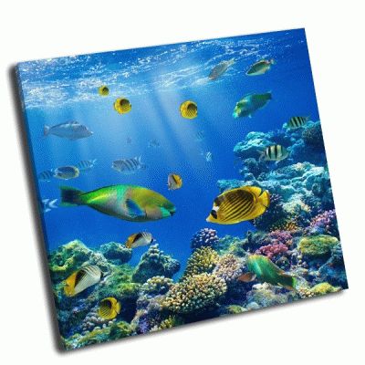 Картина тропические рыбы на коралловом рифе