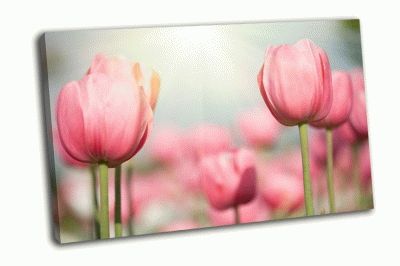 Картина весенние цветы тюльпаны в солнечном свете