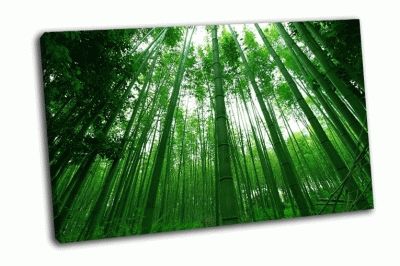 Картина высокий бамбуковый лес