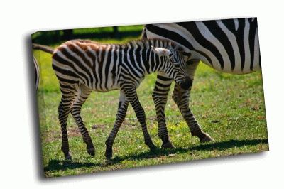 Картина зебры