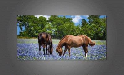 Лошади на цветом поле