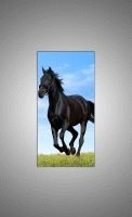Черный конь-2