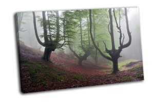 Таинственный буковый лес в тумане