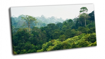 Тропический лес в национальном парке Кхао Яй